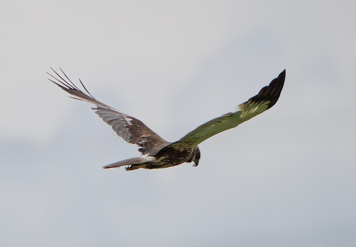 Western Marsh Harrier - ML608471696