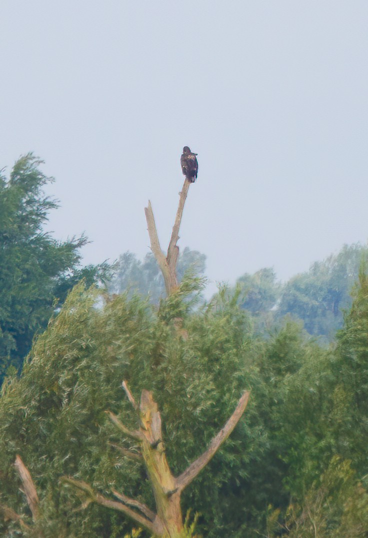 White-tailed Eagle - ML608471707