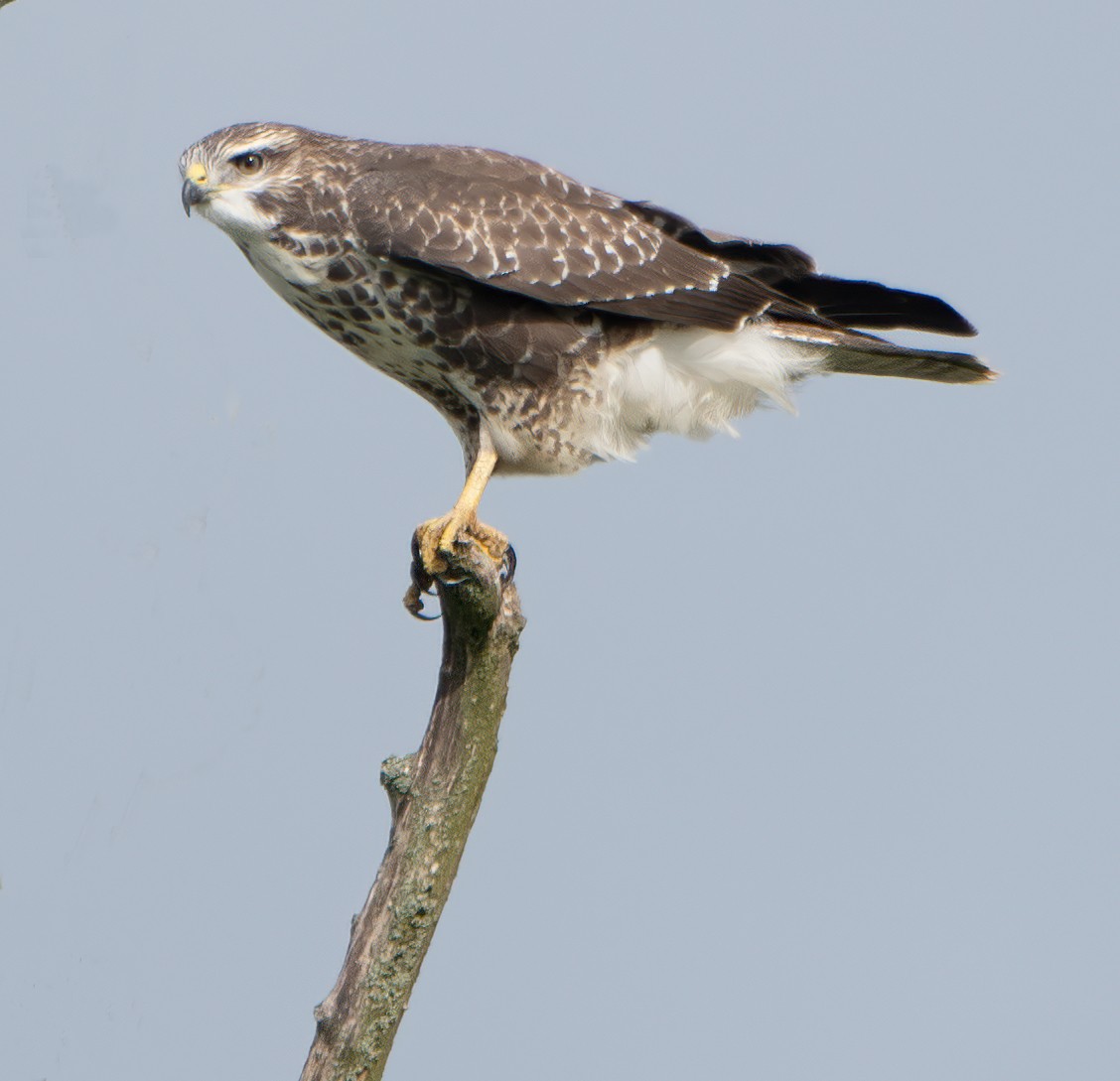 Common Buzzard - ML608471717