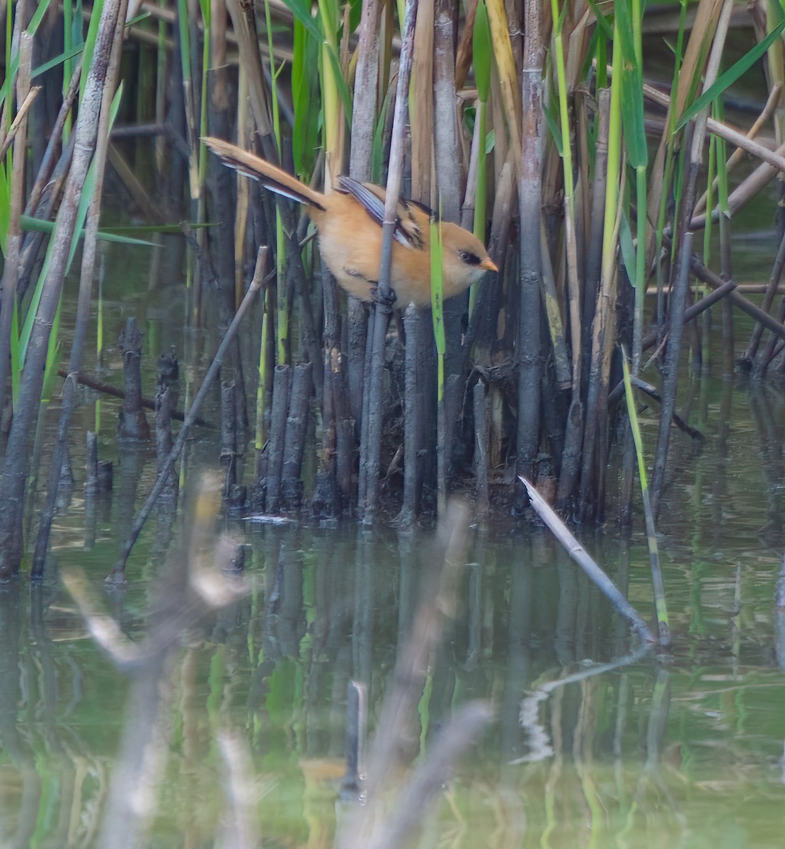 Bearded Reedling - ML608471721