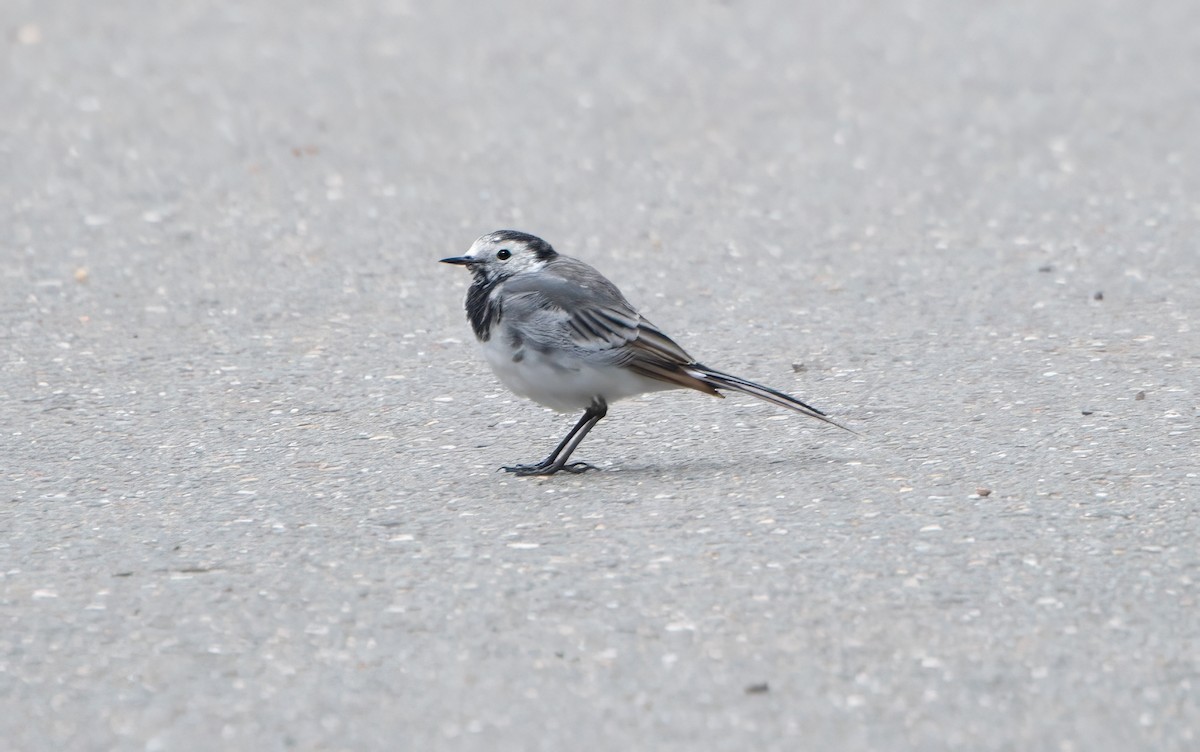 White Wagtail - ML608471728