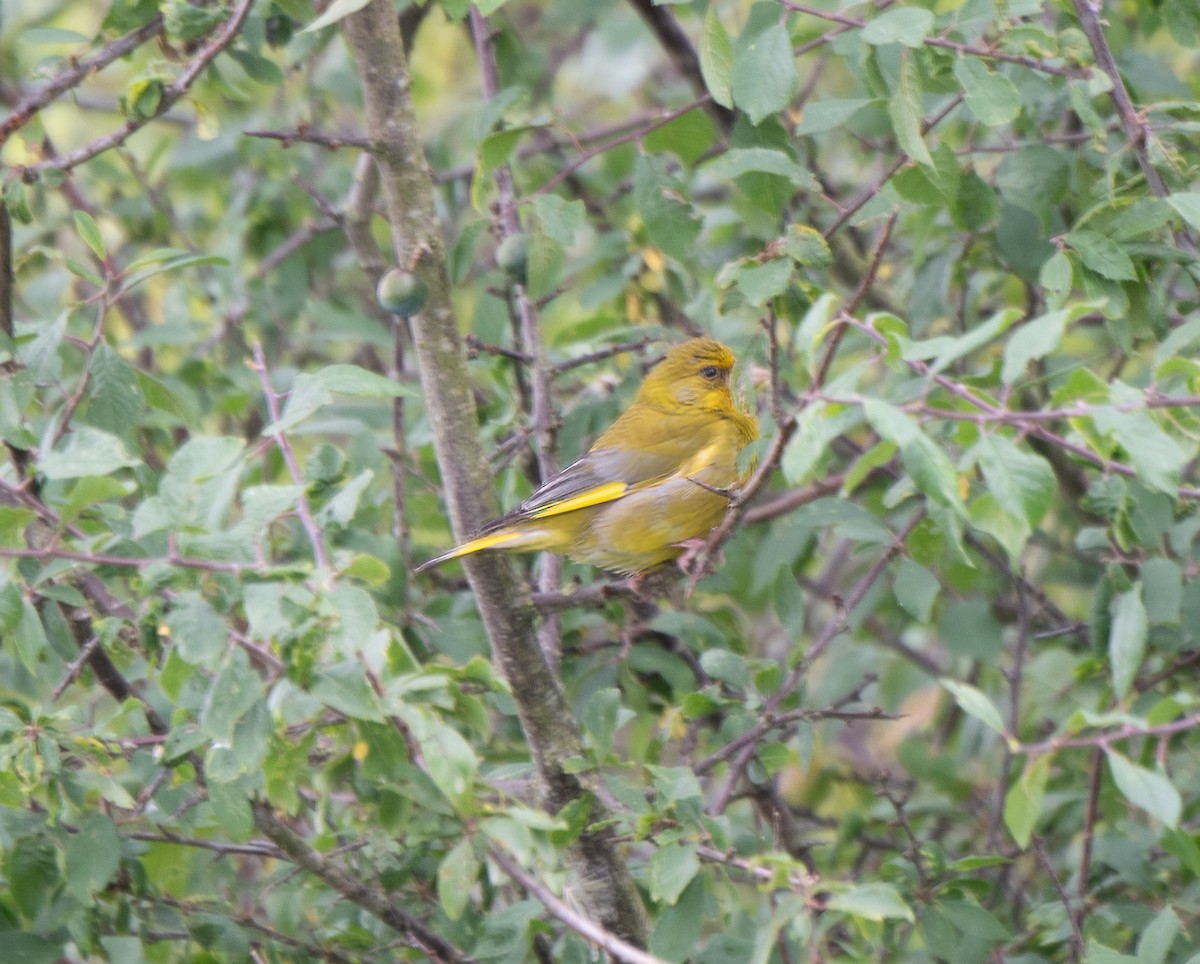 European Greenfinch - ML608471730