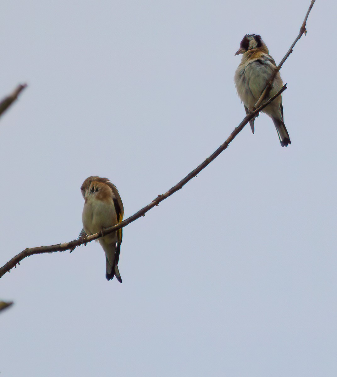 European Goldfinch - ML608471740