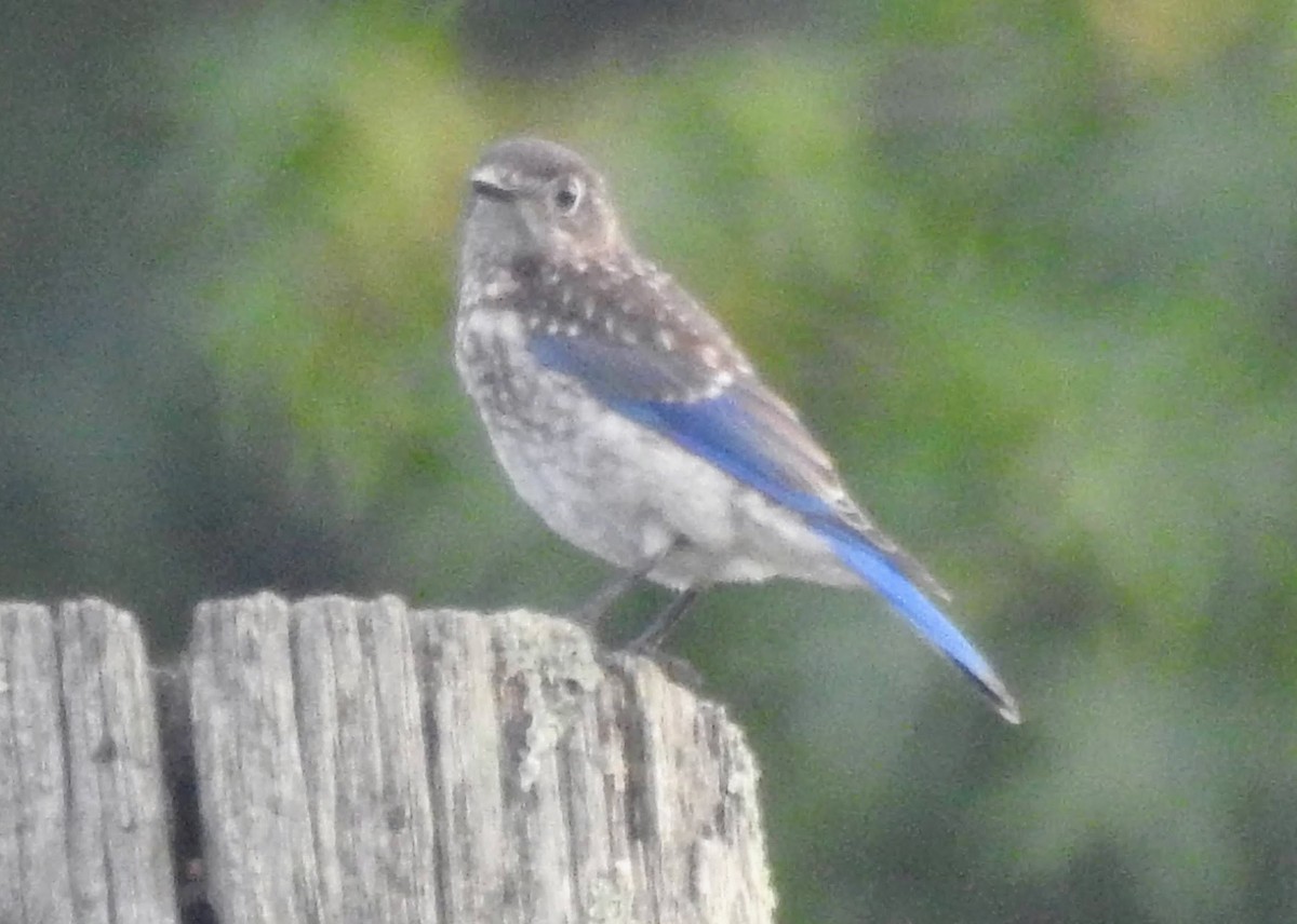 Eastern Bluebird - ML608471818