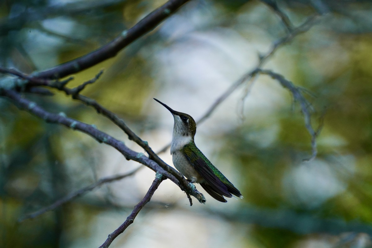 Ruby-throated Hummingbird - ML608471918