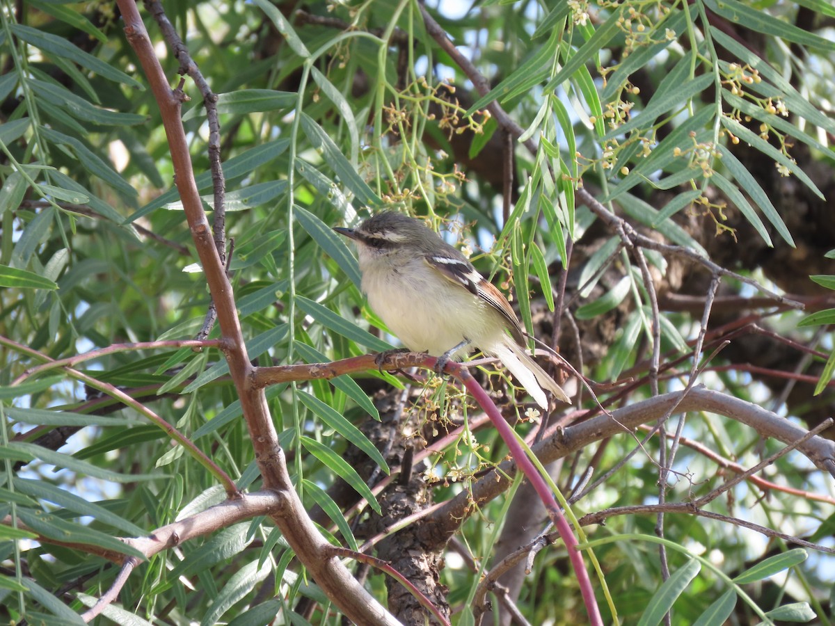 Rufous-winged Tyrannulet - celia sierra