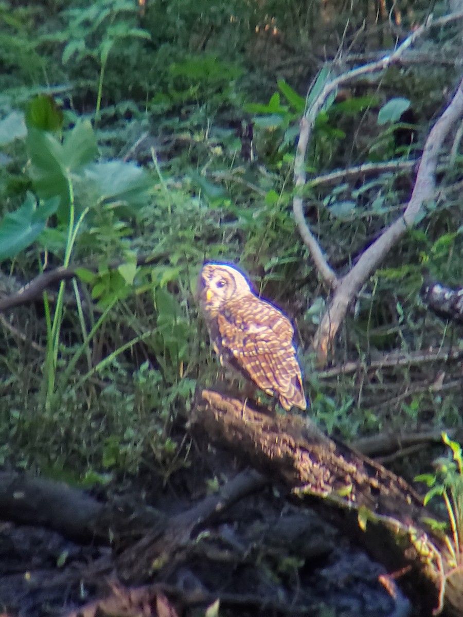 Barred Owl - ML608471942