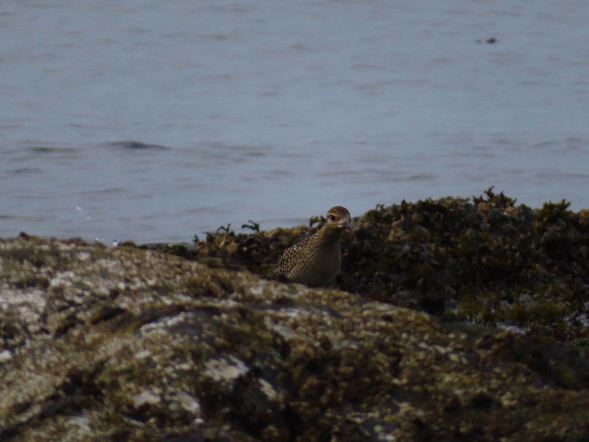 Pacific Golden-Plover - Gabriel LeRoy