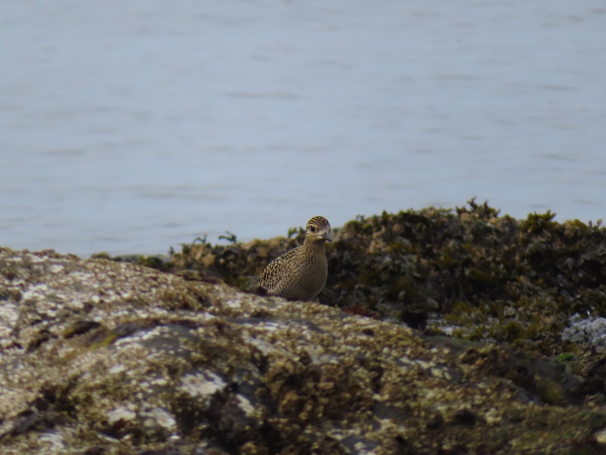 Pacific Golden-Plover - Gabriel LeRoy