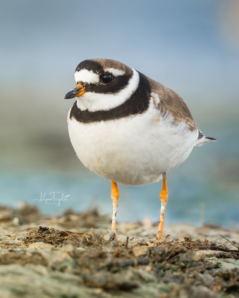 Common Ringed Plover - ML608472025