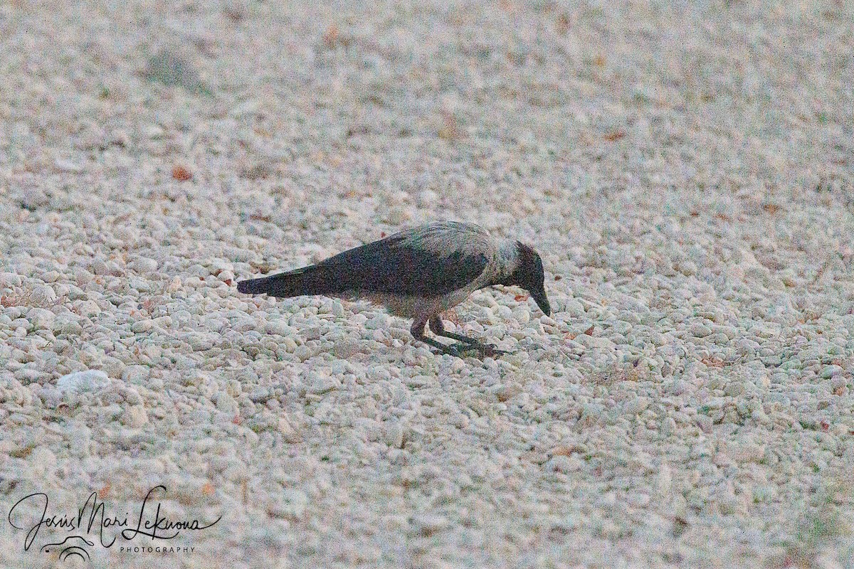 Hooded Crow - Jesús Mari Lekuona Sánchez