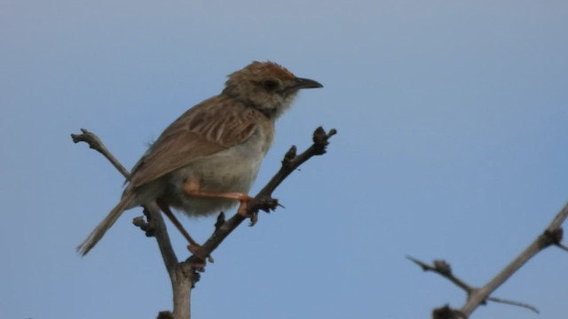 Rattling Cisticola - ML608472123