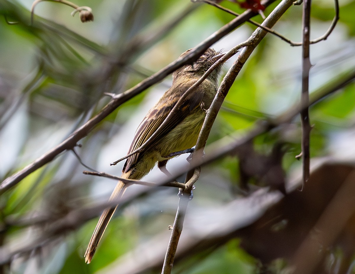 Dusky-tailed Flatbill - ML608472175