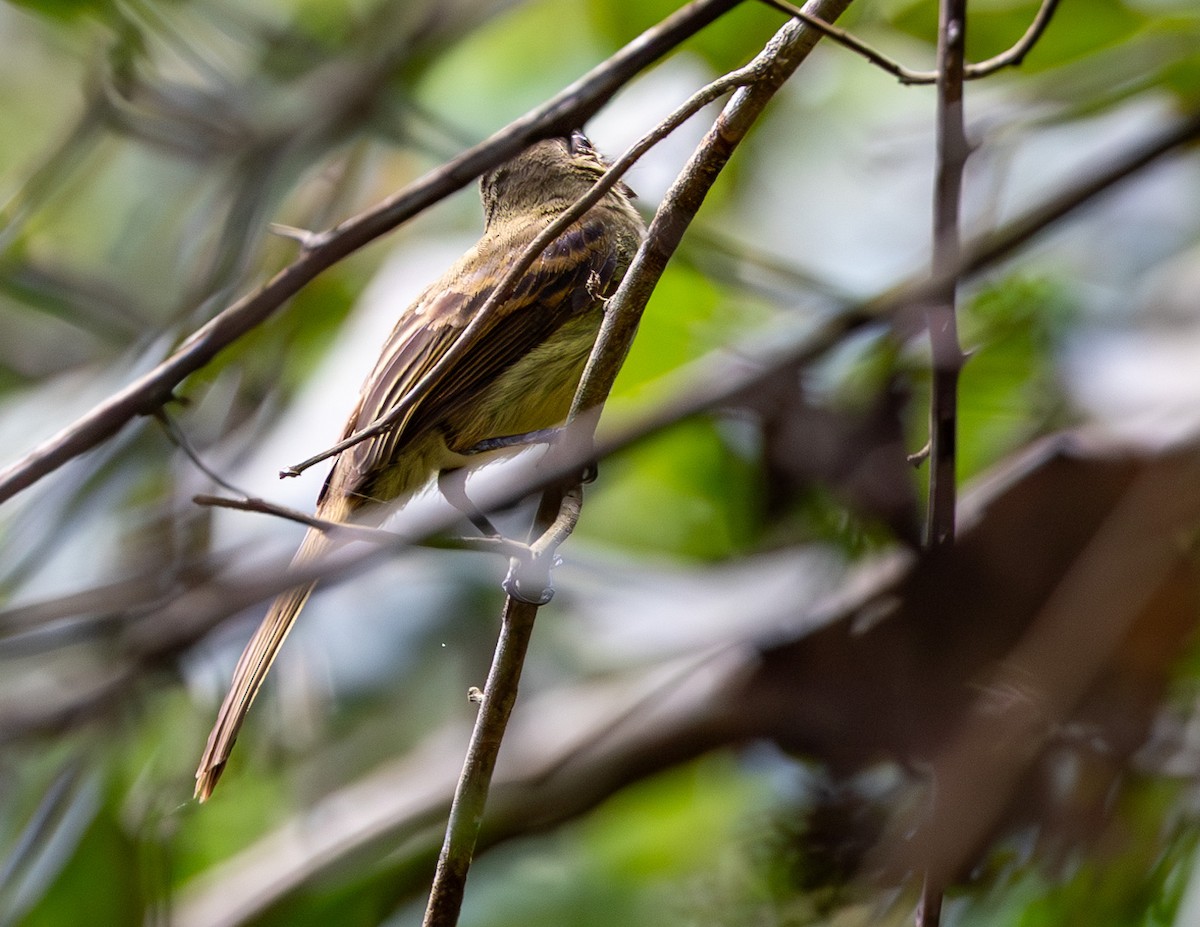 Dusky-tailed Flatbill - ML608472176