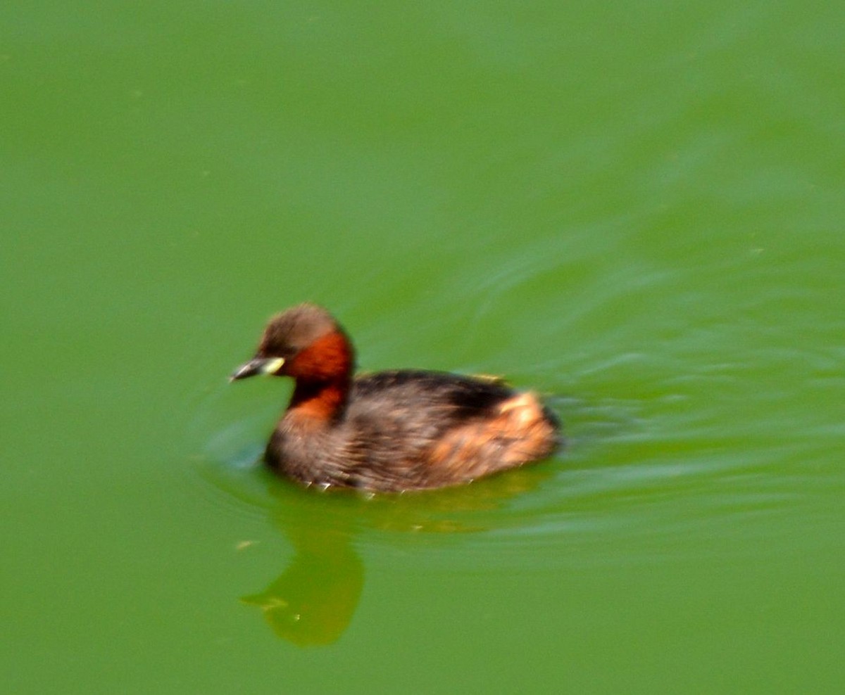 Little Grebe - ML608472229