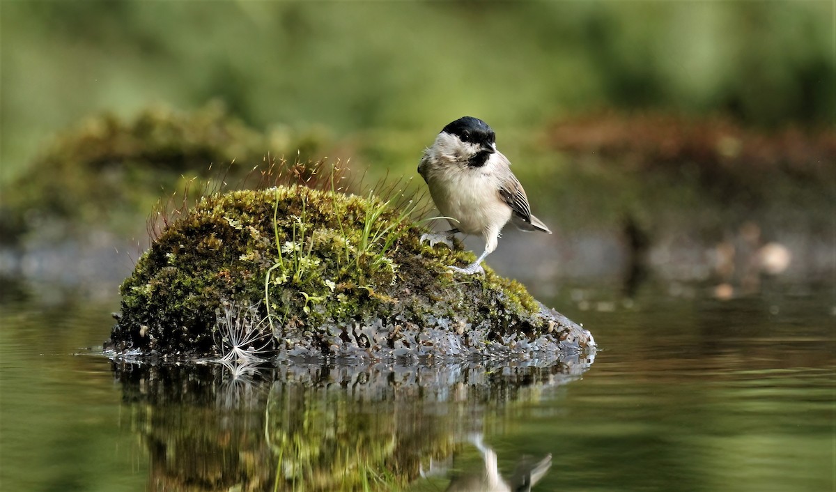 Marsh Tit - ML608472242