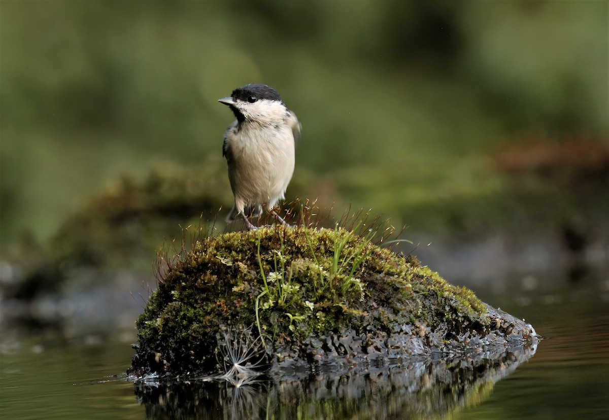 Marsh Tit - ML608472244