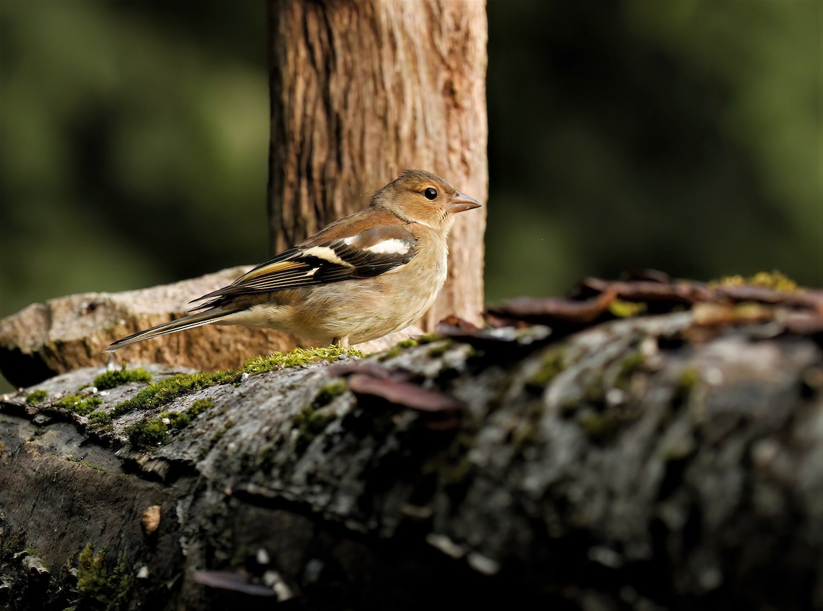 Common Chaffinch - ML608472256