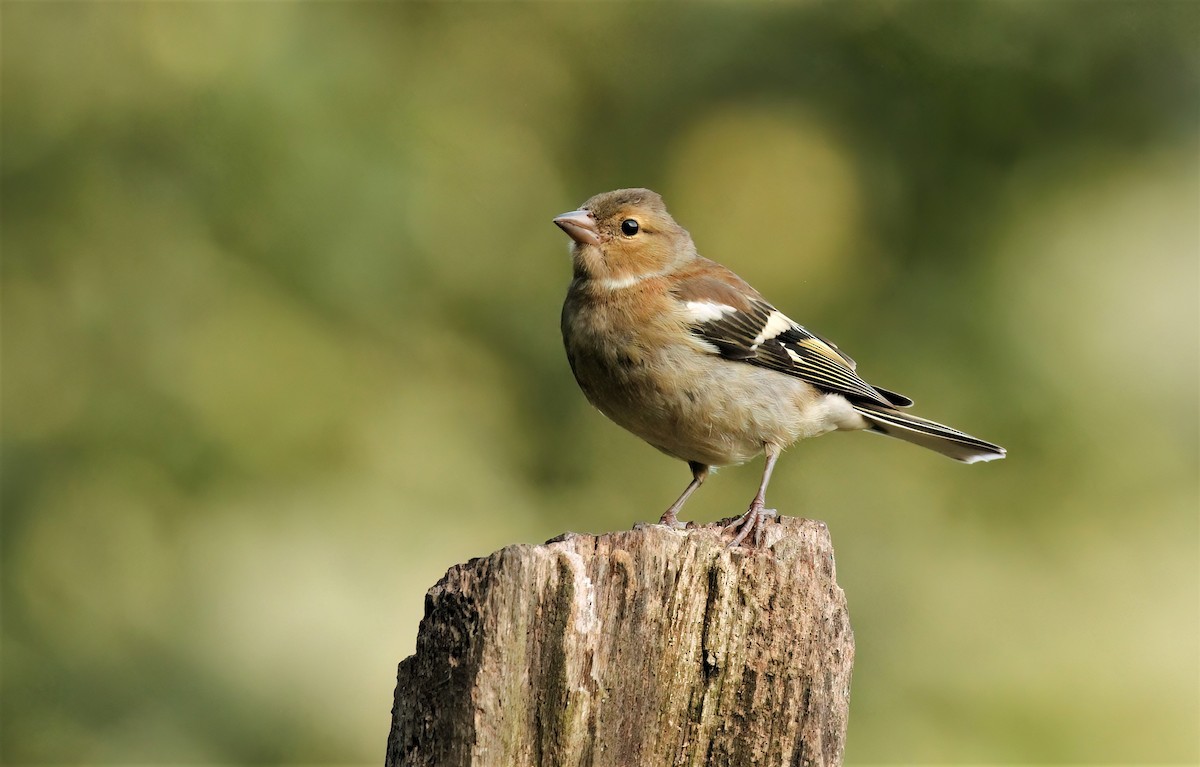 Common Chaffinch - ML608472257