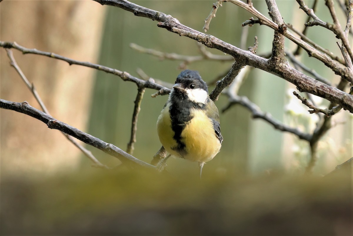 Great Tit (Great) - ML608472269