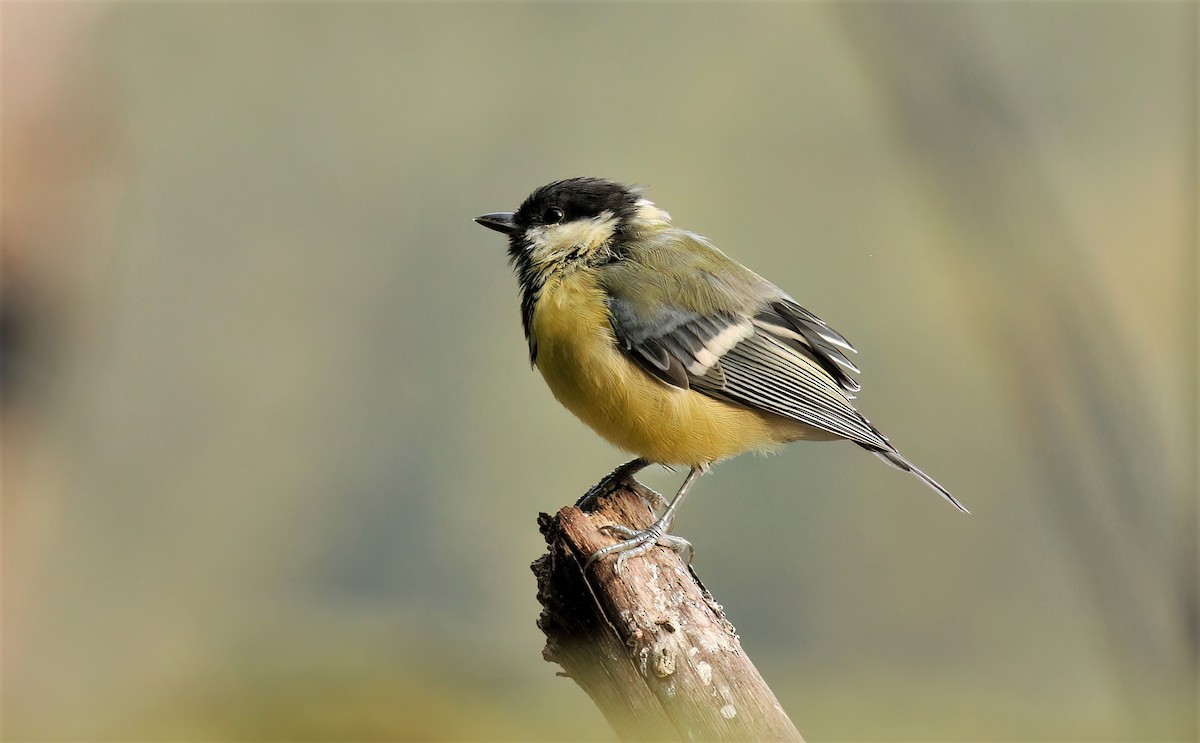 Great Tit (Great) - ML608472270