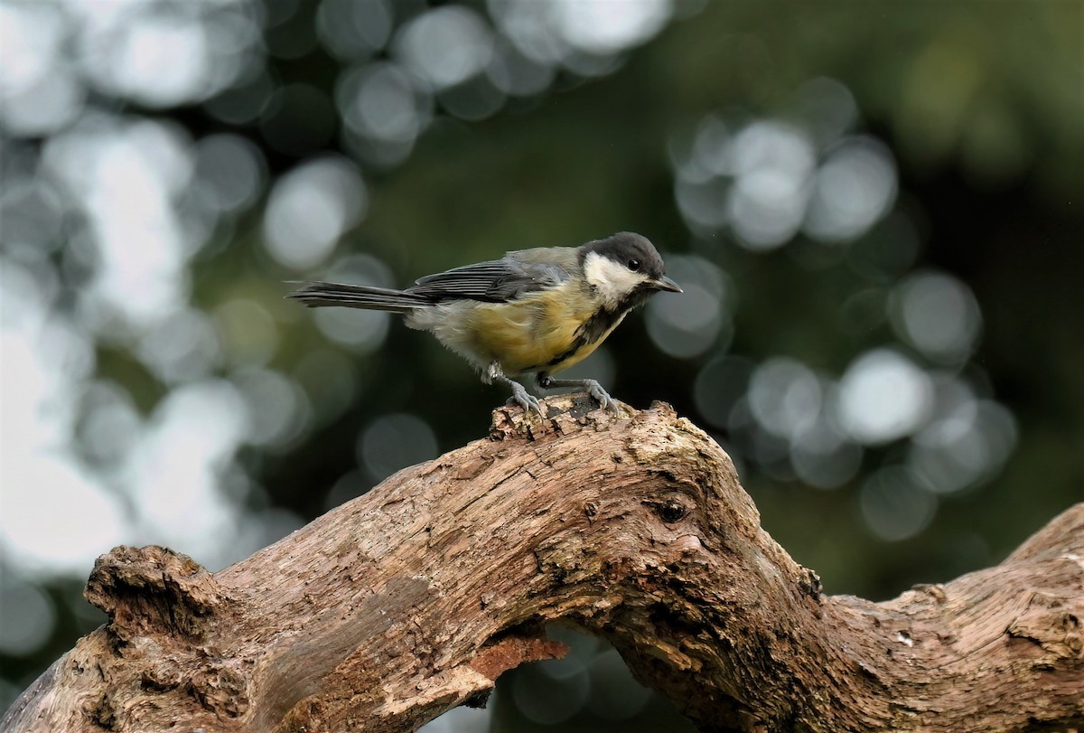 Great Tit (Great) - ML608472271