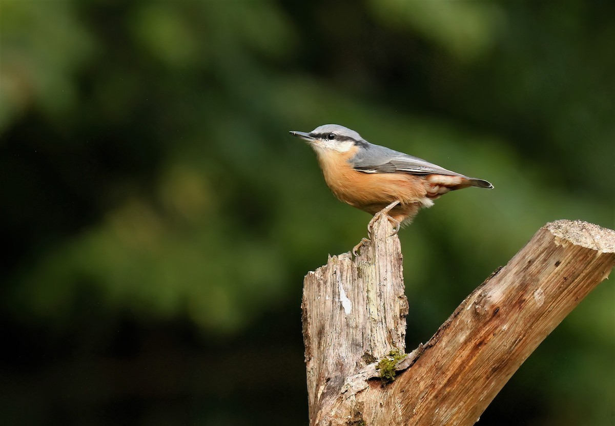 Eurasian Nuthatch (Western) - ML608472277