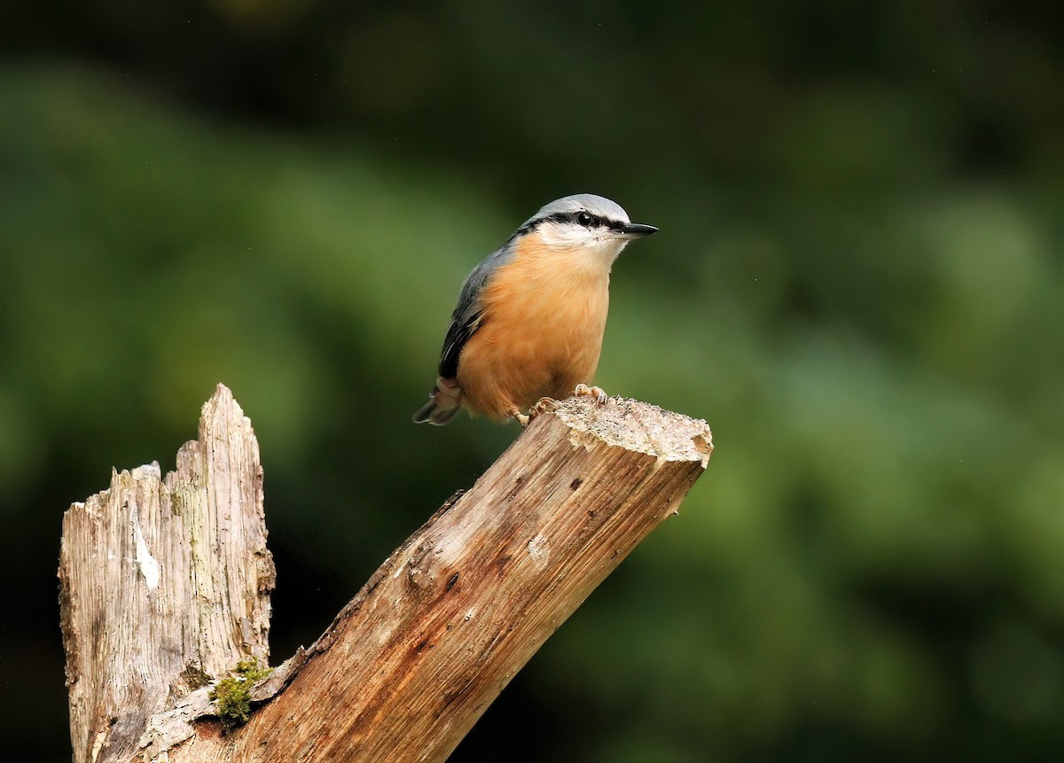 Eurasian Nuthatch (Western) - ML608472278