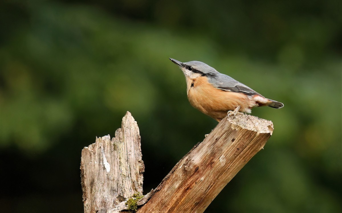 Eurasian Nuthatch (Western) - ML608472280