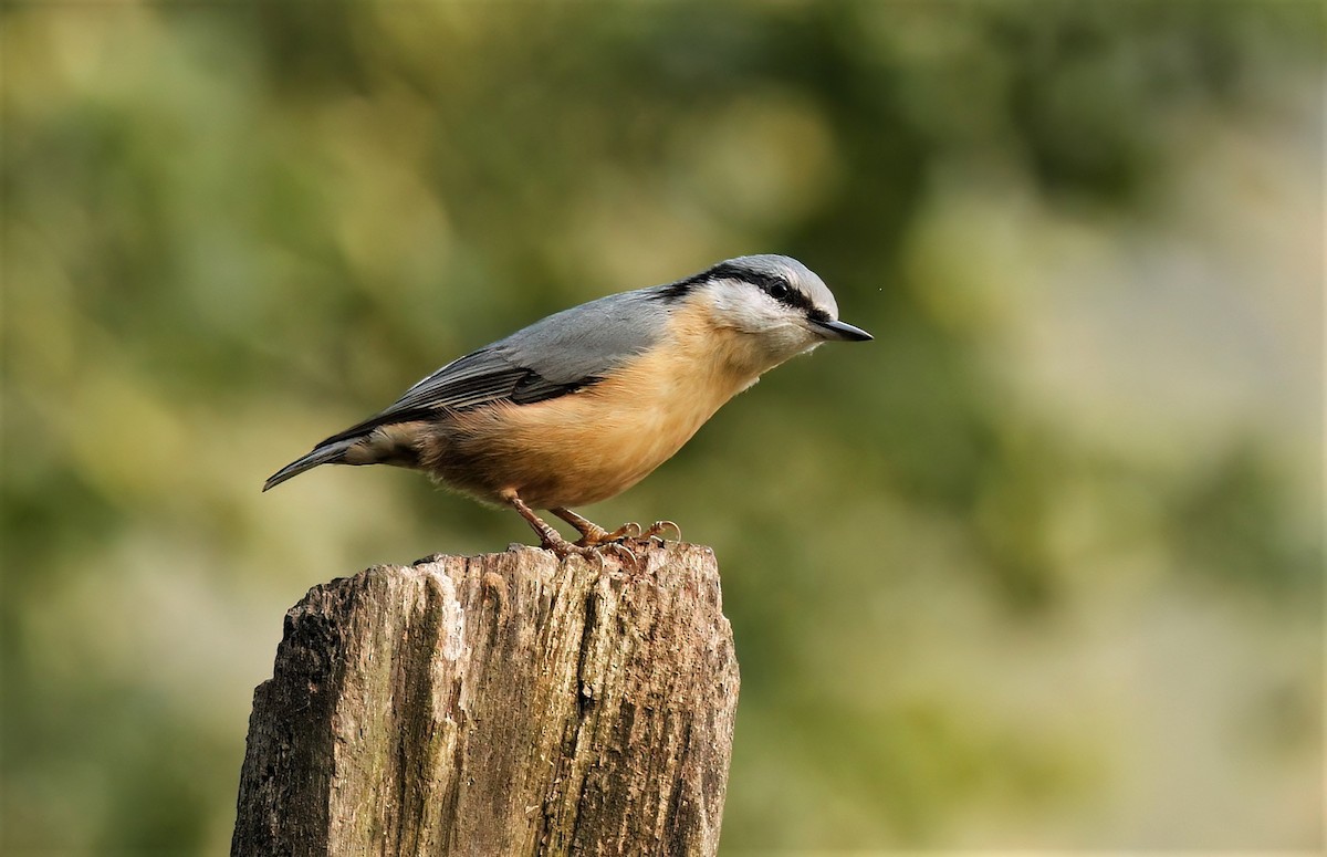 Eurasian Nuthatch (Western) - ML608472281