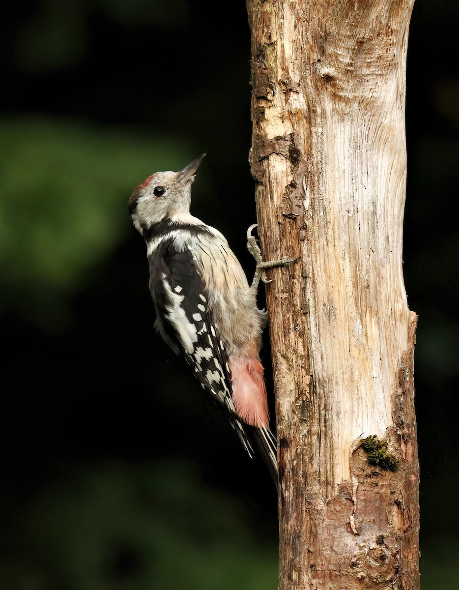 Middle Spotted Woodpecker - ML608472335