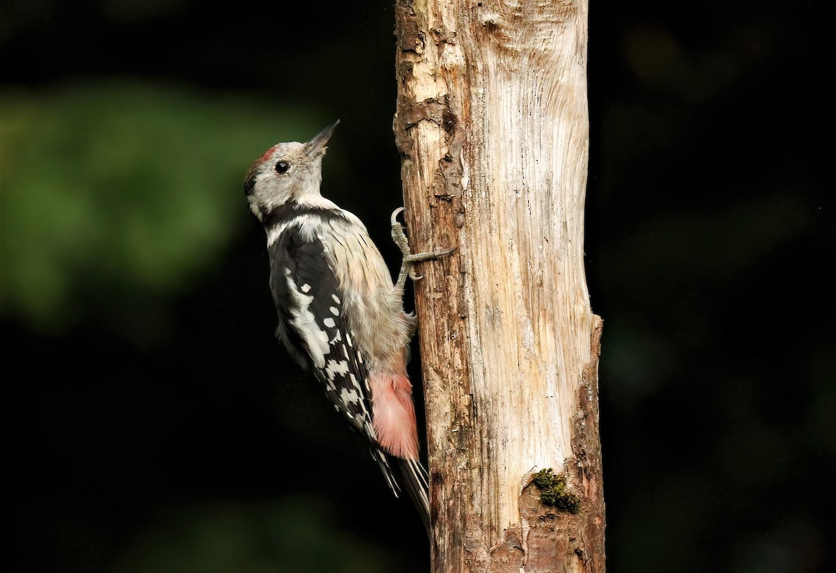 Middle Spotted Woodpecker - James Sherwonit