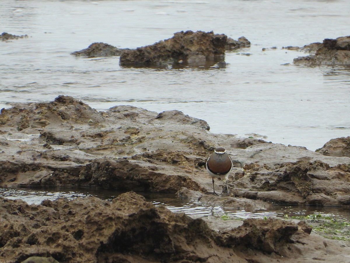 Rufous-chested Dotterel - ML608472342