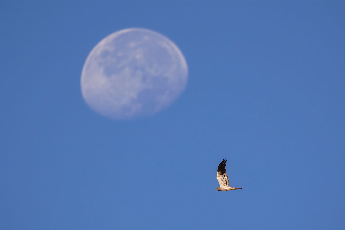 Montagu's Harrier - ML608472343