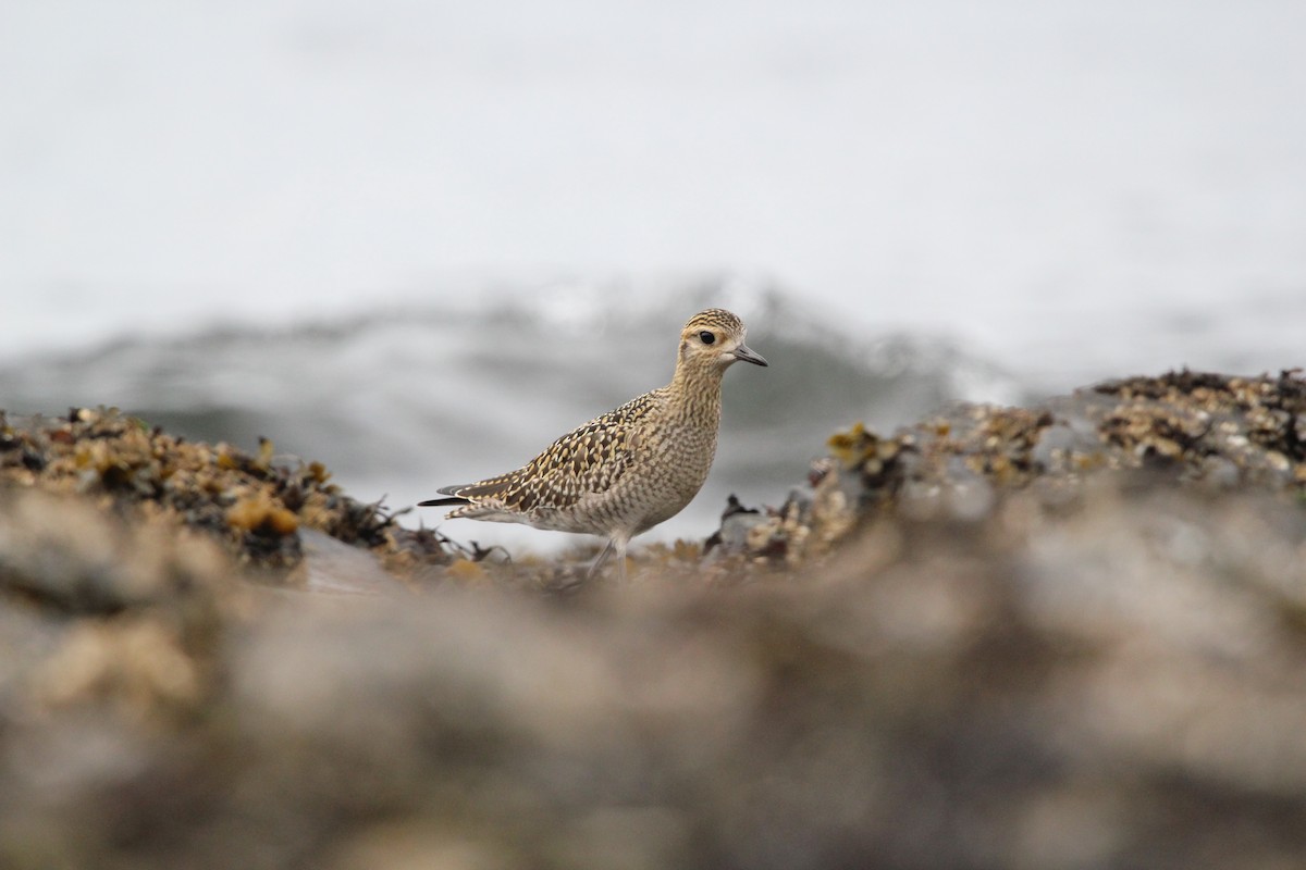 Pacific Golden-Plover - Paul J