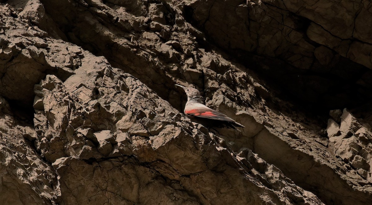 Wallcreeper - ML608472356