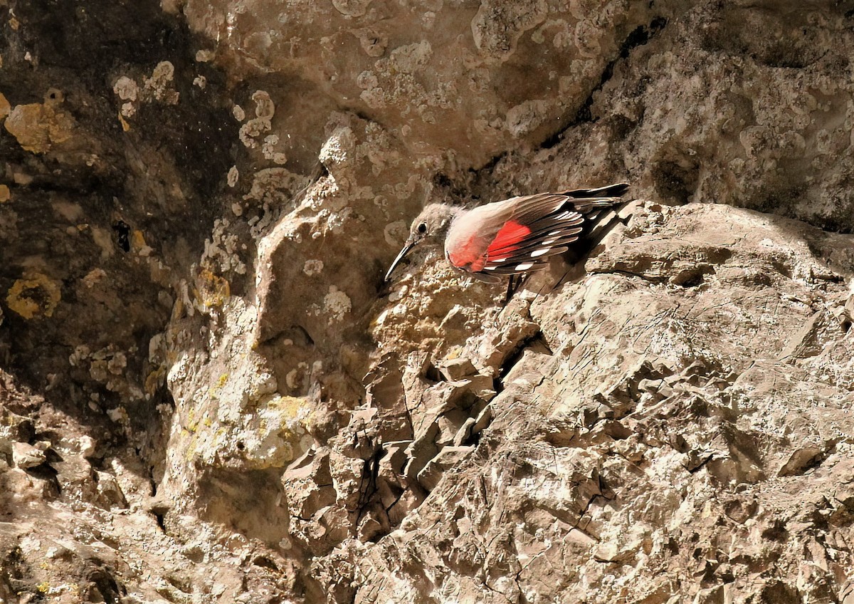 Wallcreeper - ML608472359