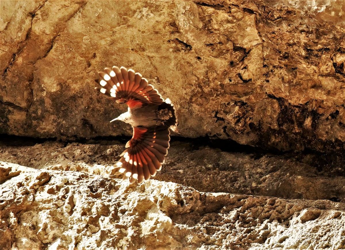 Wallcreeper - ML608472360