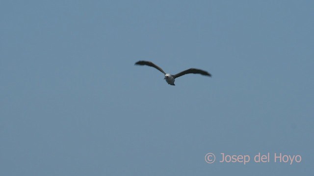 Peruvian Booby - ML608472363