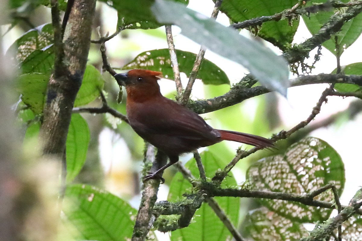 Crested Ant-Tanager - ML608472442