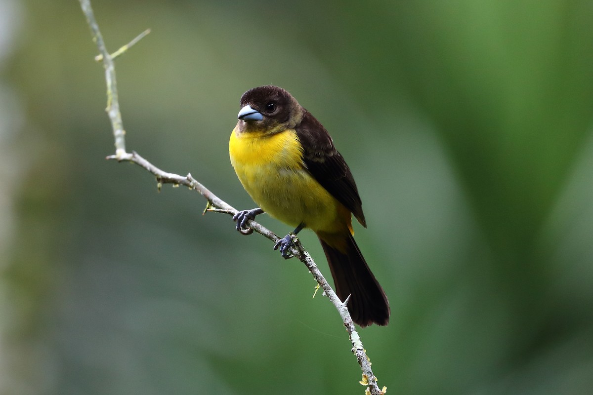 Flame-rumped Tanager - ML608472444