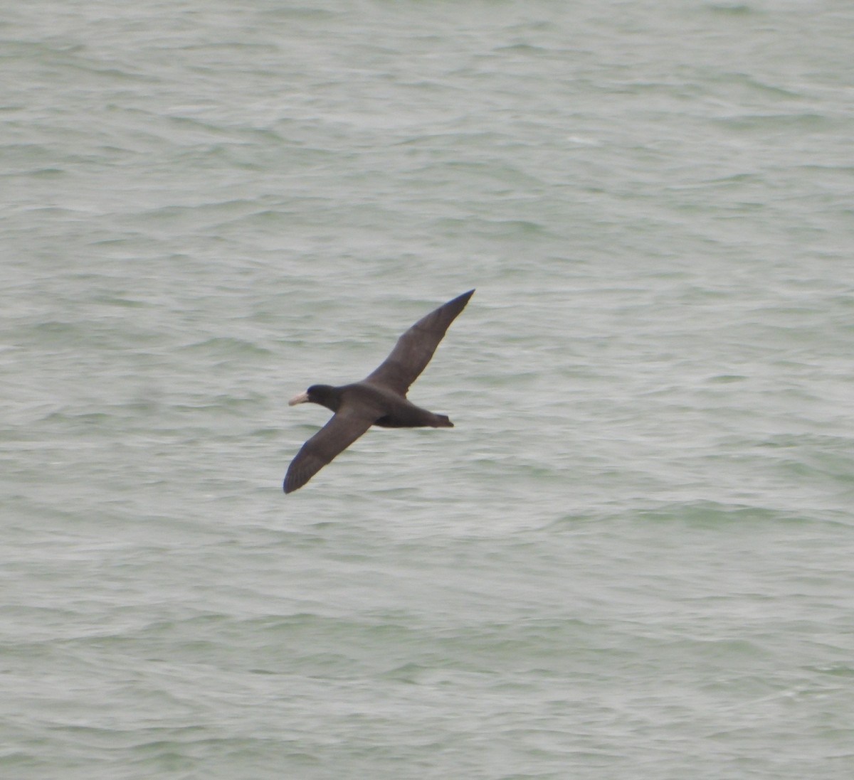 Southern/Northern Giant-Petrel - ML608472467