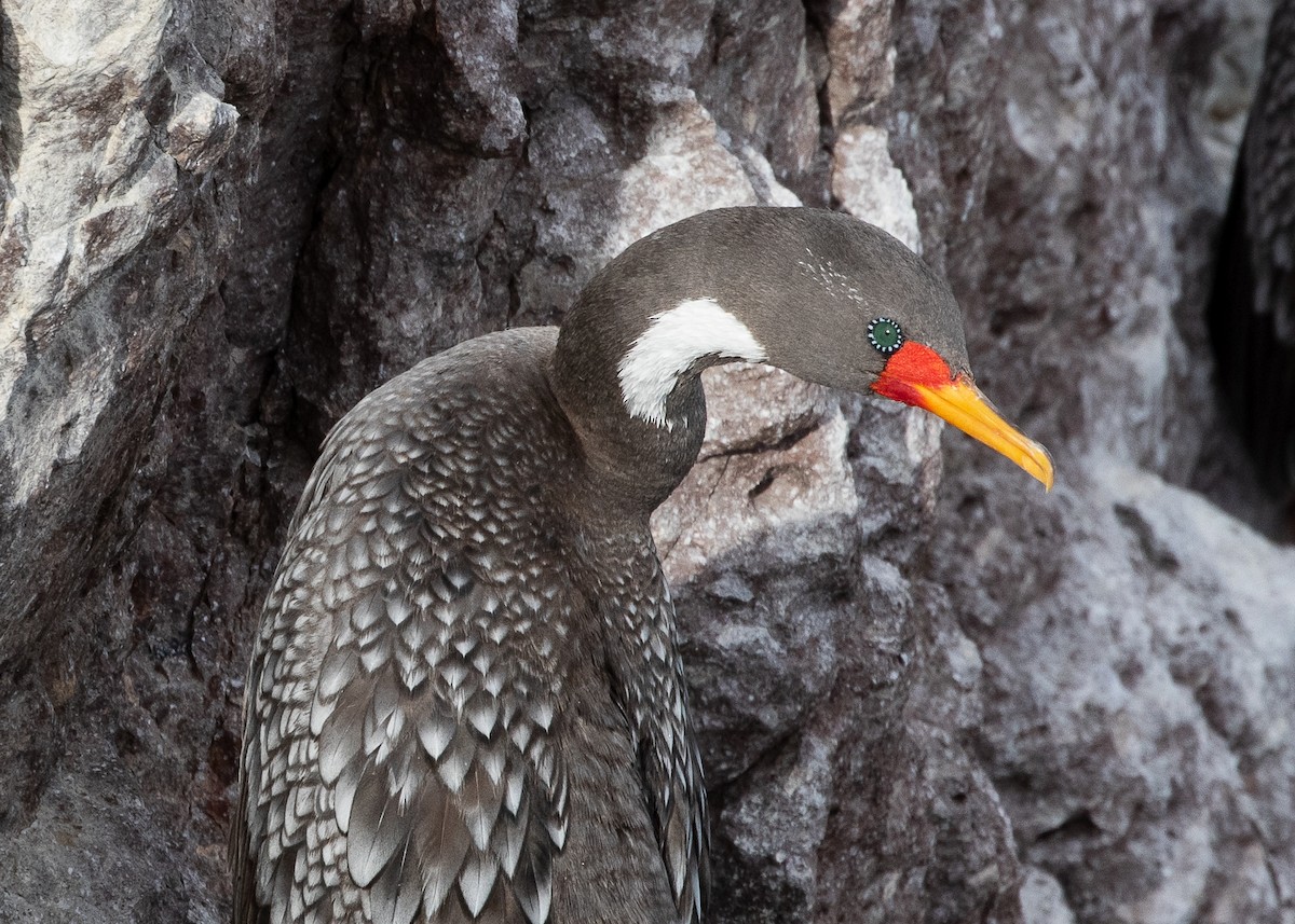 Red-legged Cormorant - ML608472513