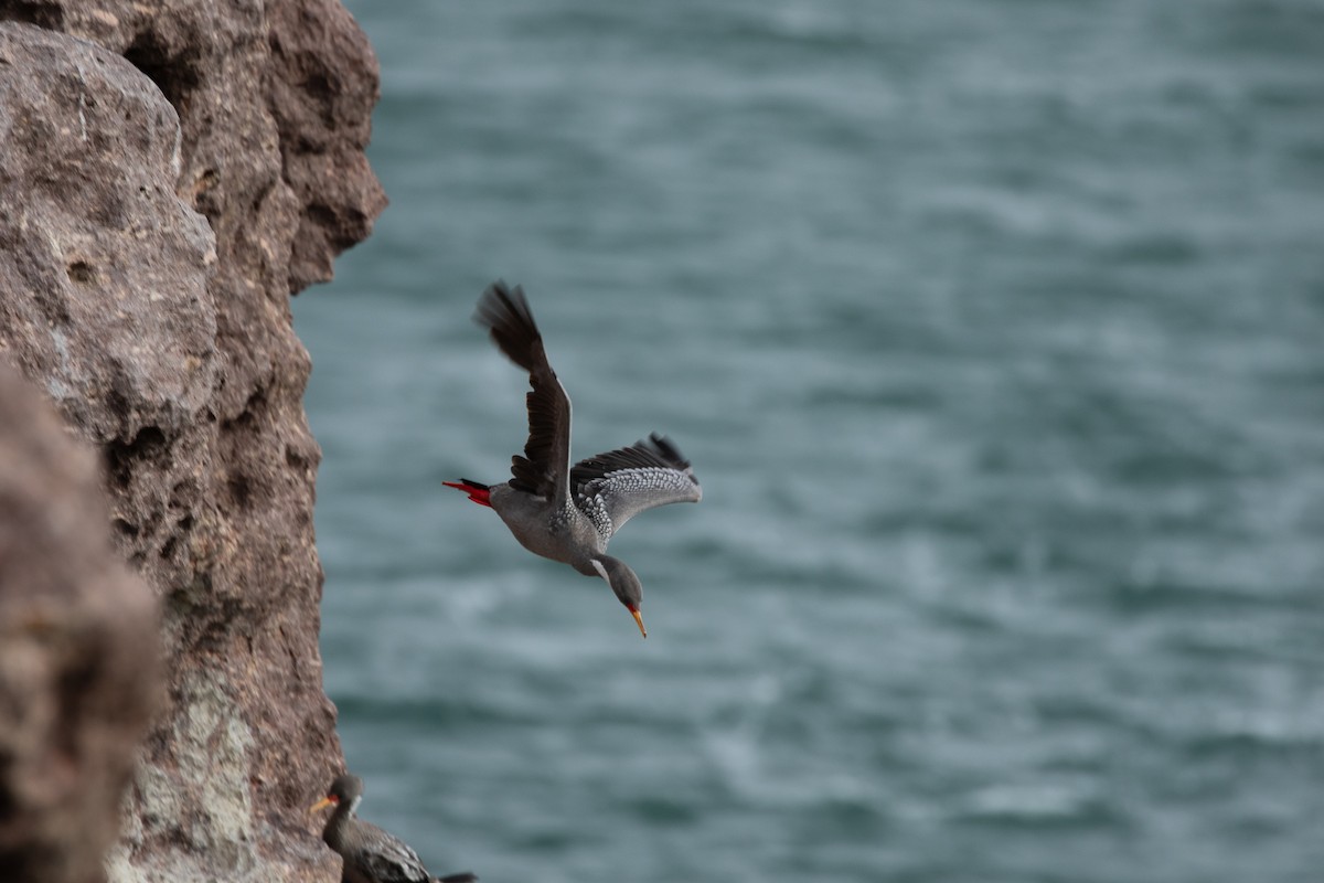 Red-legged Cormorant - ML608472514