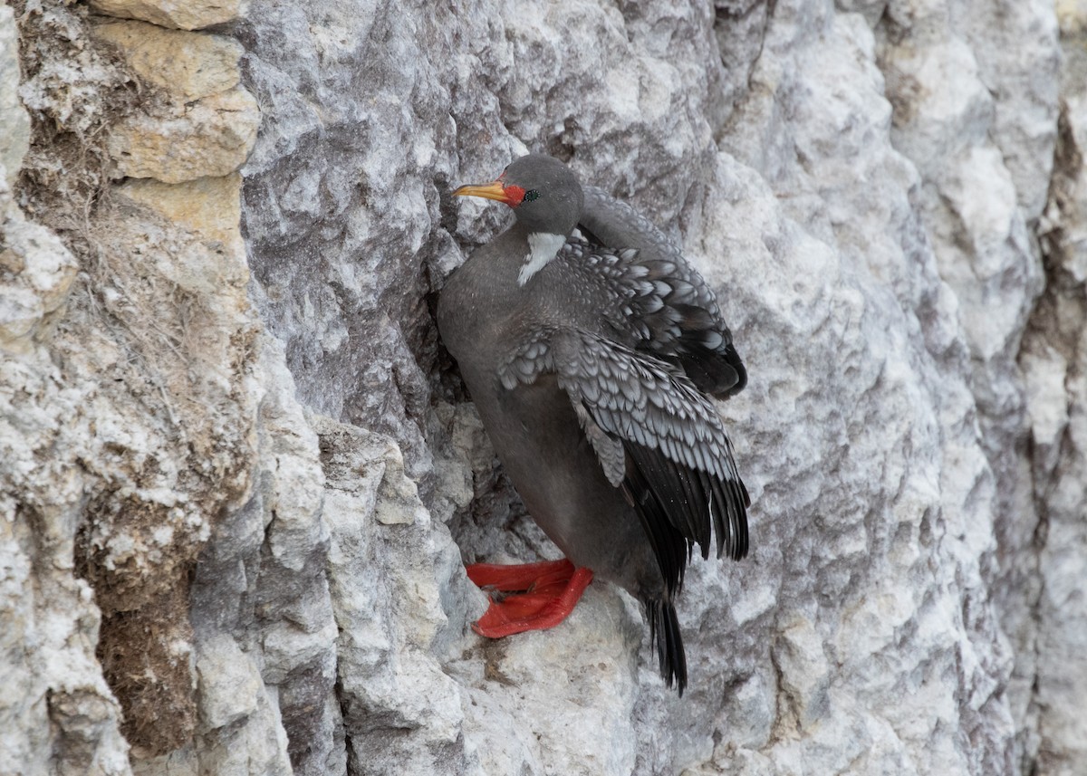 Red-legged Cormorant - ML608472516