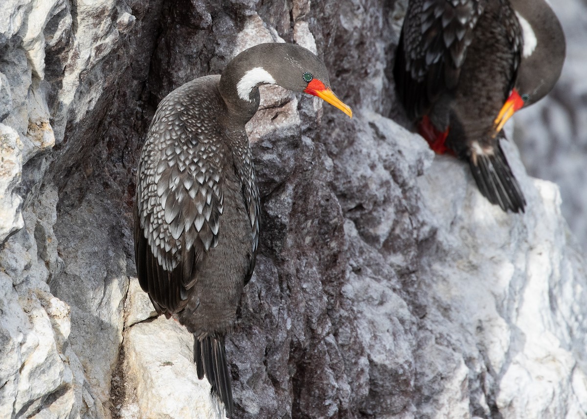 Red-legged Cormorant - ML608472519