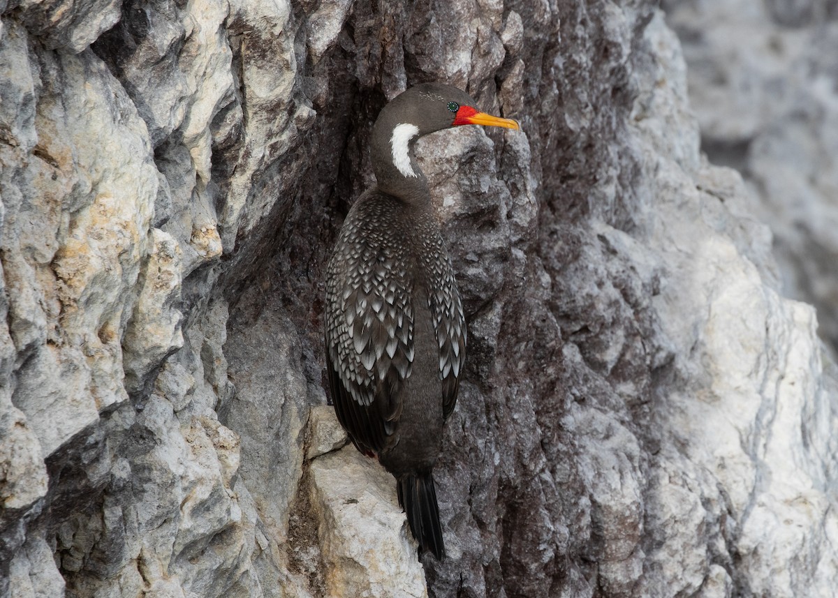 Red-legged Cormorant - ML608472520