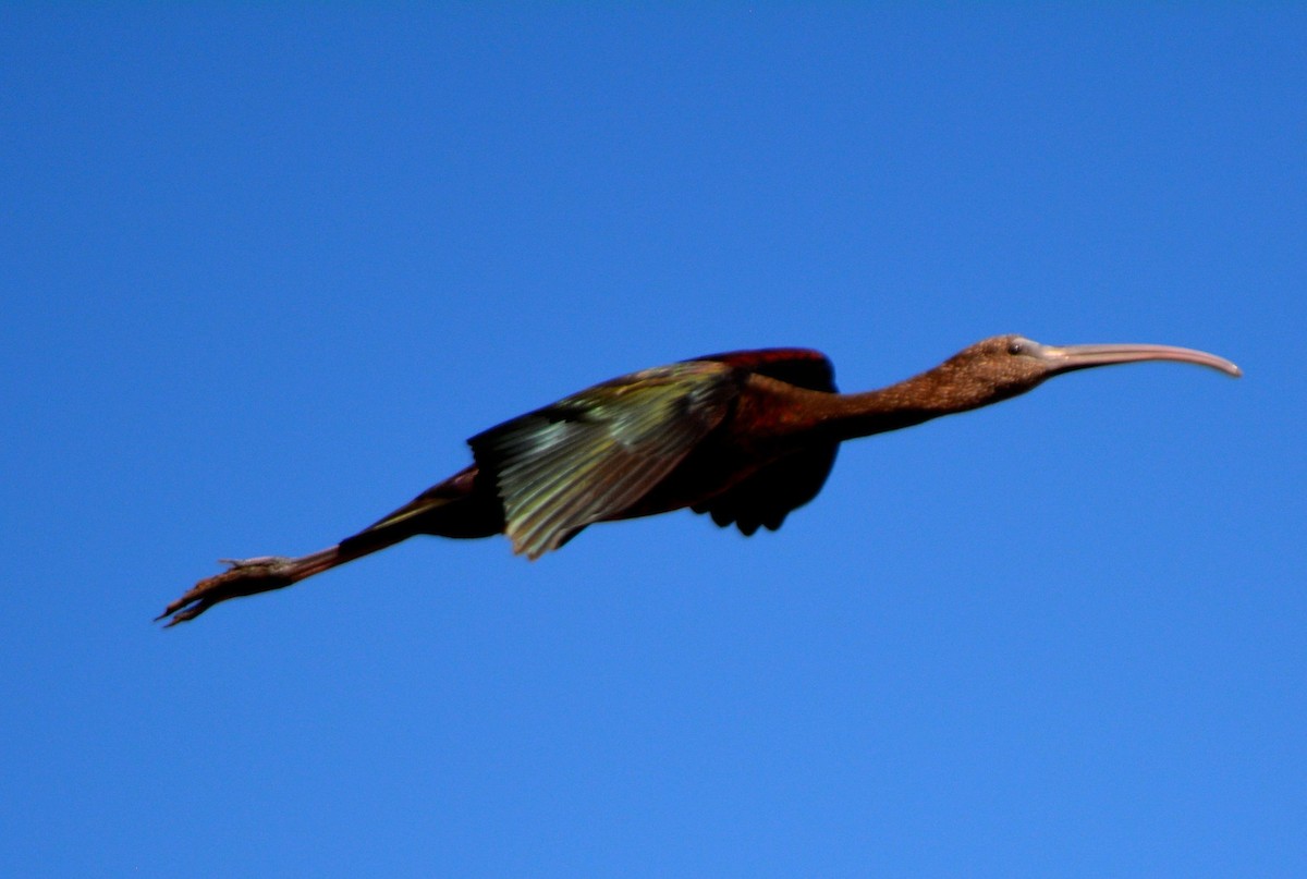 ibis hnědý - ML608472526