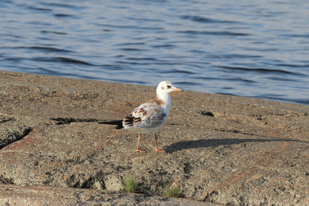 Black-headed Gull - ML608472553