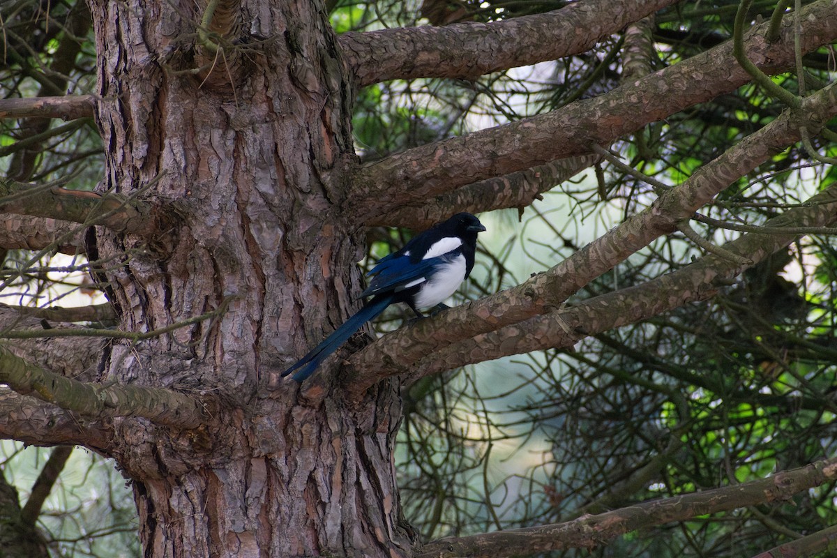 Eurasian Magpie - ML608472556